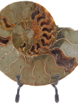 Ammonite Half