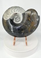 Giant Ammonite