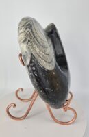 Giant Ammonite