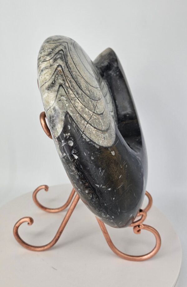 Giant Ammonite
