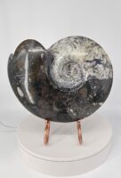 Giant Ammonite