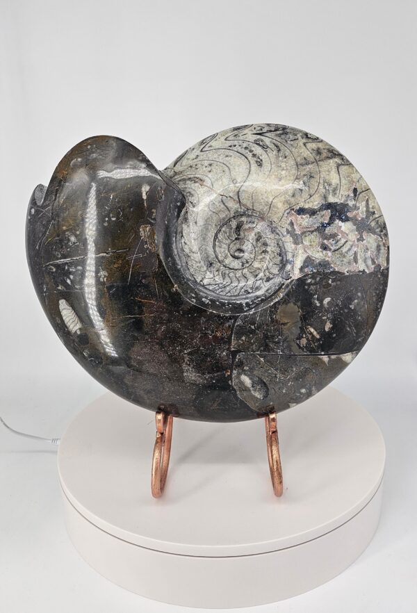 Giant Ammonite