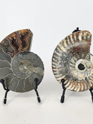 Ammonite Pair