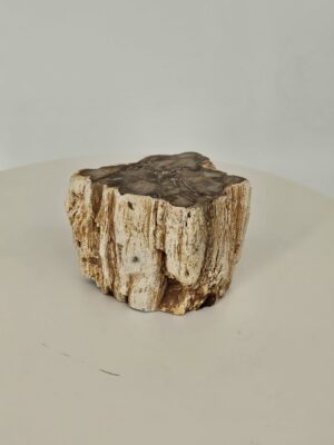 Petrified Wood Stump