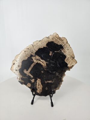 Petrified Wood Slab